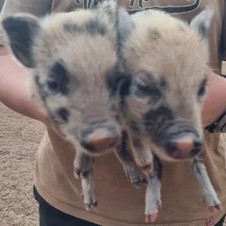 Pot belly pigs