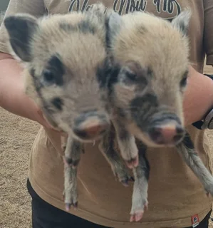 Pot belly pigs