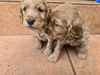 2 male Cocker Spaniel puppies available