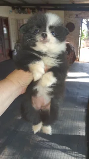 Pomeranian - Ad posted by carolann Janse van Rensburg
