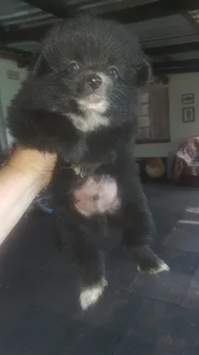 Pomeranian - Ad posted by carolann Janse van Rensburg
