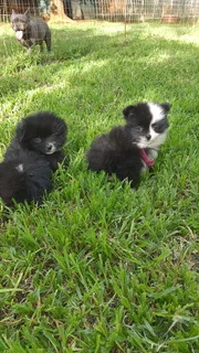 Toypom puppies