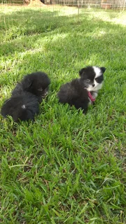 Toypom puppies