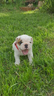 English bulldog