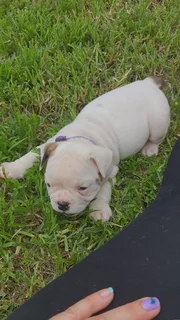 English bulldog