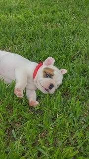 English bulldog