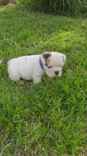 English bulldog