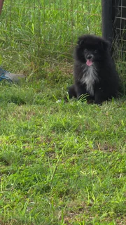 Toypom - Ad posted by carolann Janse van Rensburg