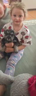 Miniature Schnauzer puppy