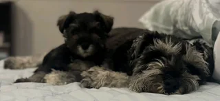 Miniature Schnauzer puppy