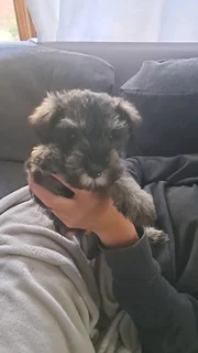 Miniature Schnauzer puppy