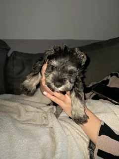 Miniature Schnauzer puppy