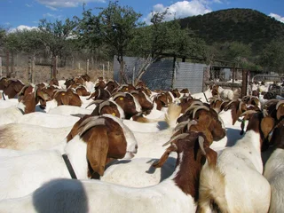 Boer goats , Saanen Goats , Kalahari Red Goats and Indegenoius veld goats for sale
