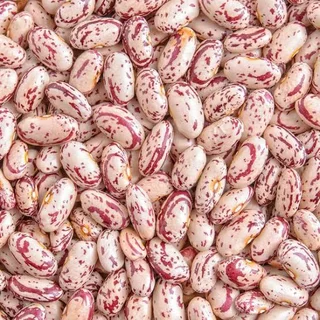 A Grade Sugar Beans For sale