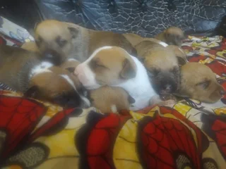 Puppies - Ad posted by Andisiwe Nodolo