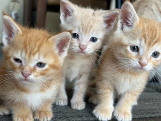 Kittens For Sale