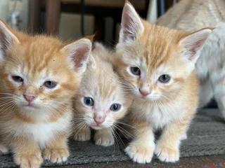 Kittens For Sale