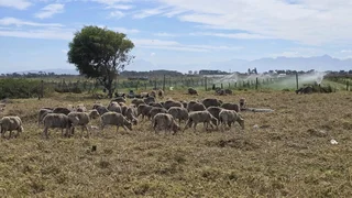 Merino sheep