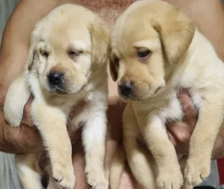 Puppies - Ad posted by Samantha Prince