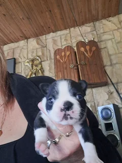 Boston terrier puppies