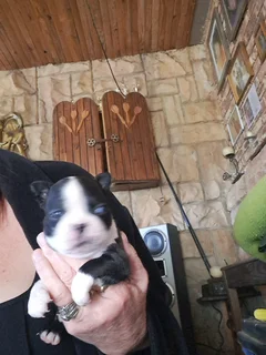 Boston terrier puppies