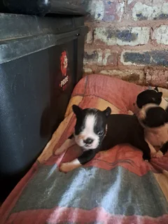 Boston terrier puppies