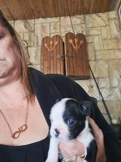 Boston terrier puppies