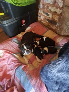 Boston terrier puppies