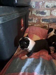Boston terrier puppies