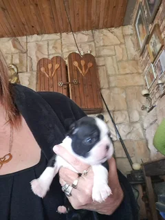 Boston terrier puppies