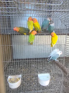 Lovebirds for sale