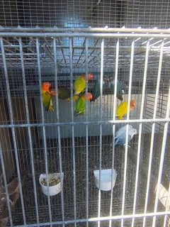 Lovebirds for sale