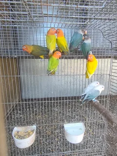 Lovebirds for sale