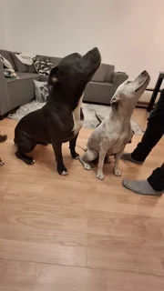 XL Blue X Colby puppies