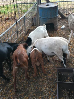 Goats and sheep for sale