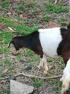 Goats/Sheep for sale