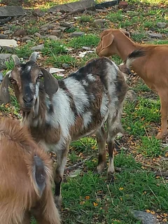 Goats/Sheep for sale