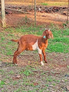 Goats/Sheep for sale