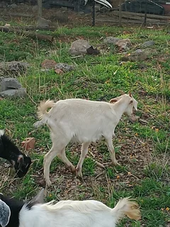 Goats/Sheep for sale
