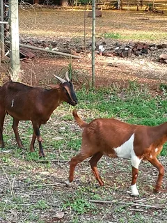 Goats/Sheep for sale