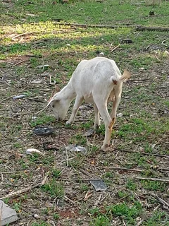 Goats/Sheep for sale