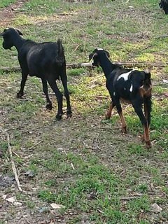 Goats/Sheep for sale