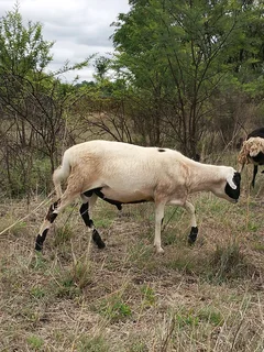 Goats/Sheep for sale