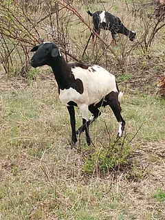 Goats/Sheep for sale