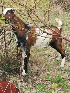 Goats/Sheep for sale