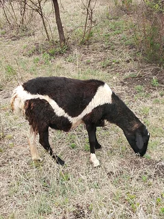 Goats/Sheep for sale