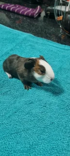 Baby Guinea pigs for adoption