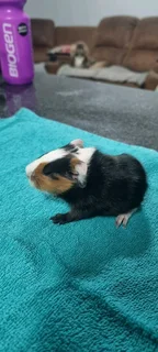 Baby Guinea pigs for adoption
