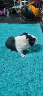 Baby Guinea pigs for adoption