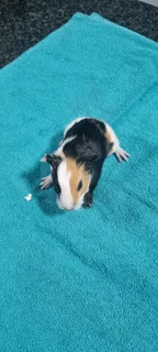 Baby Guinea pigs for adoption